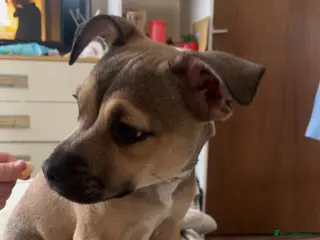 Mixed Breed dogs Female French bulldog cross Jack Russell - Advert 2