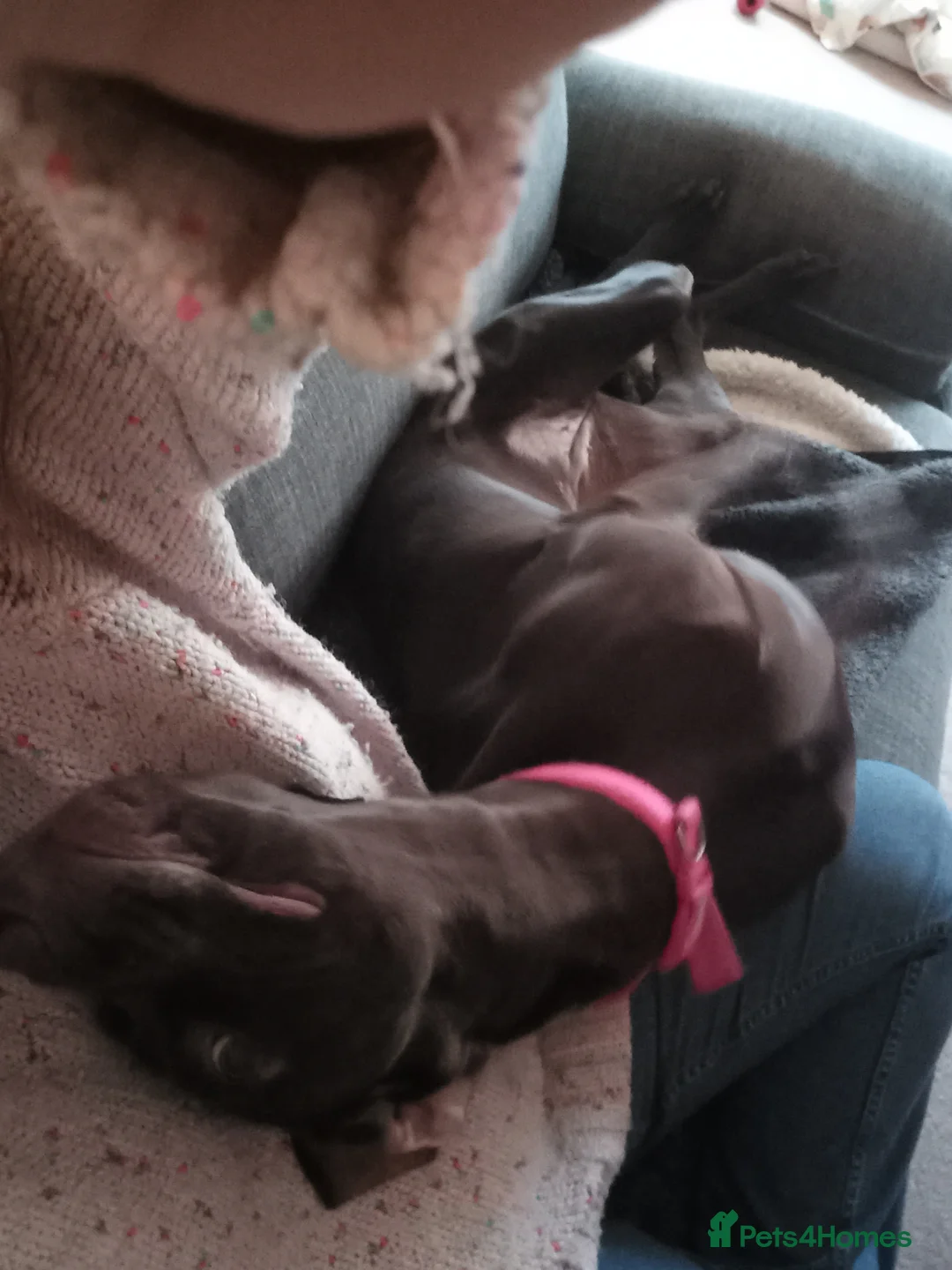 Mixed Breed dogs for sale: Our beautiful dog - Advert 10