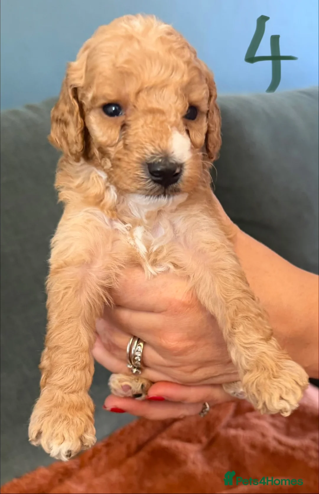 Cockapoo dogs for sale: F1B Cockerpoo’s - Advert 11