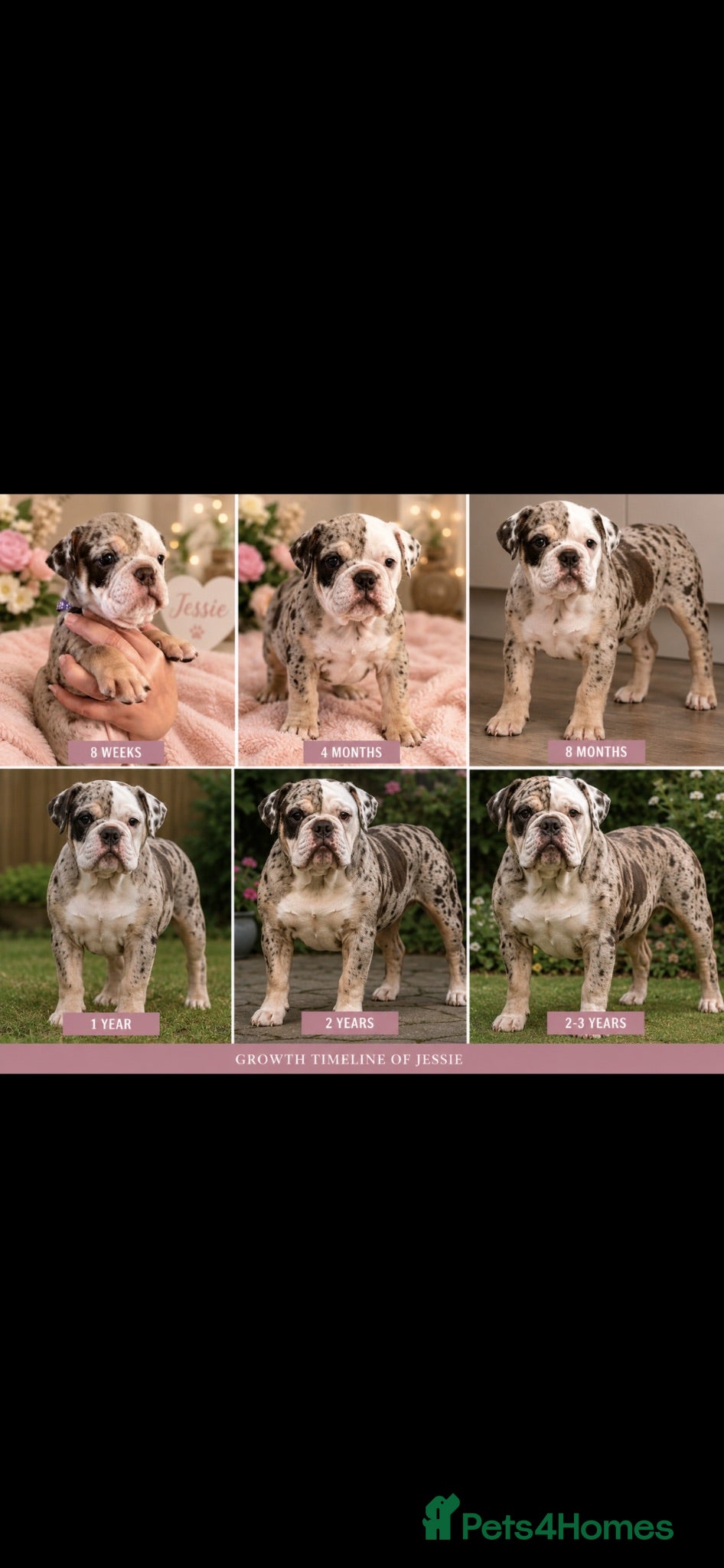 Dorset Olde Tyme Bulldogge dogs OLDE ENGLISH BULLDOG READY TO LEAVE  - Advert 2