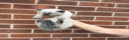 Ragdoll cats for sale: Ragdoll Kittens  - Advert 6