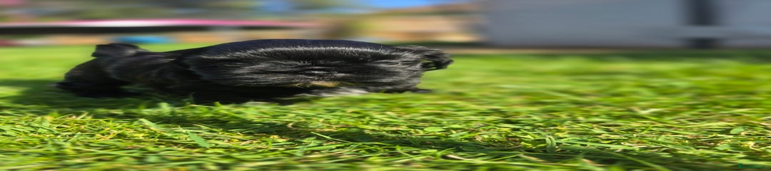 Shih Tzu Puppy 2