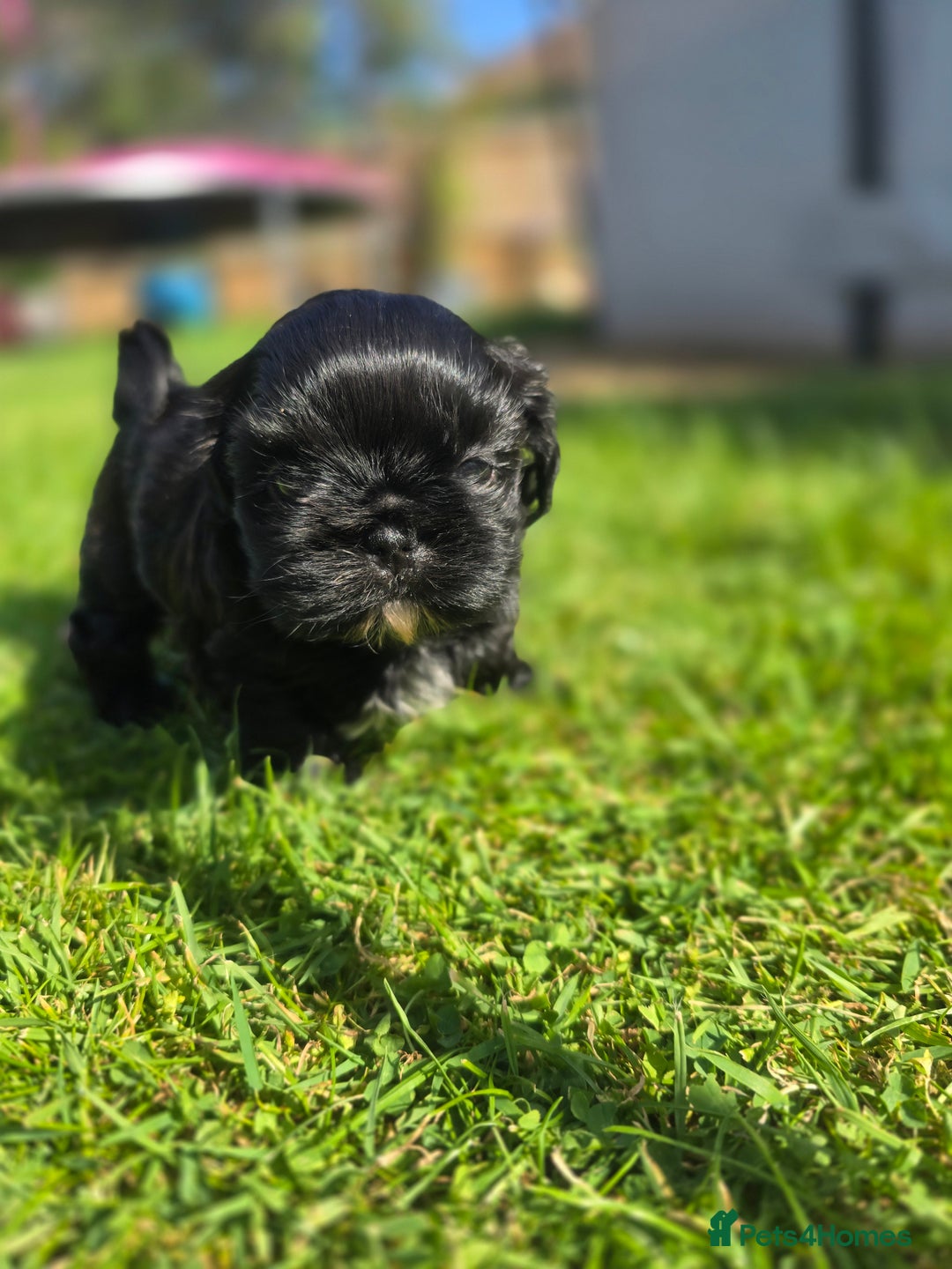 Shih Tzu dogs for sale: Shih Tzu Imperial (Karashishi) - Image 4