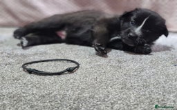 Mixed Breed dogs for sale: Belgian malinois x German shepherd puppies - Image 6