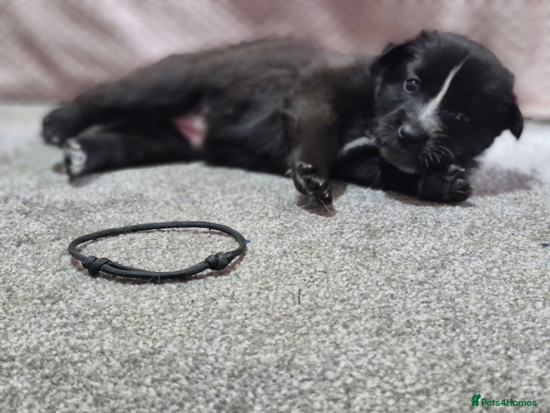 Mixed Breed dogs for sale: Belgian malinois x German shepherd puppies - Image 6