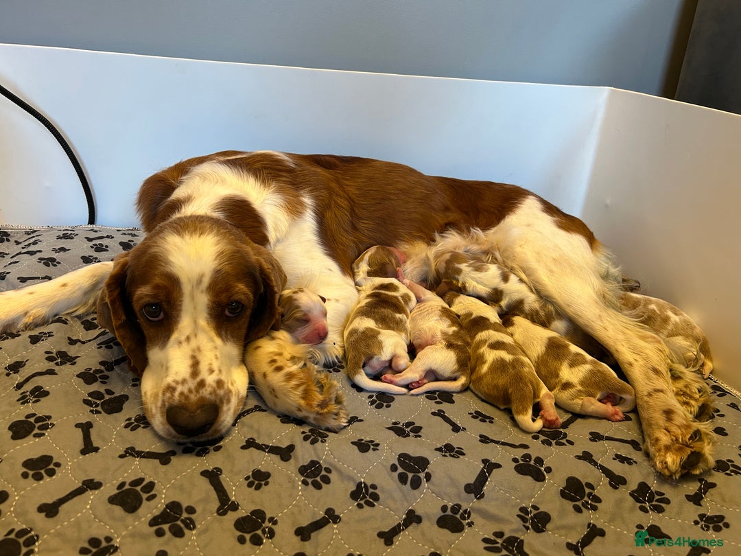 Welsh Springer Spaniel dogs for sale: Beautiful Welsh springer spaniel boy puppy - Image 2
