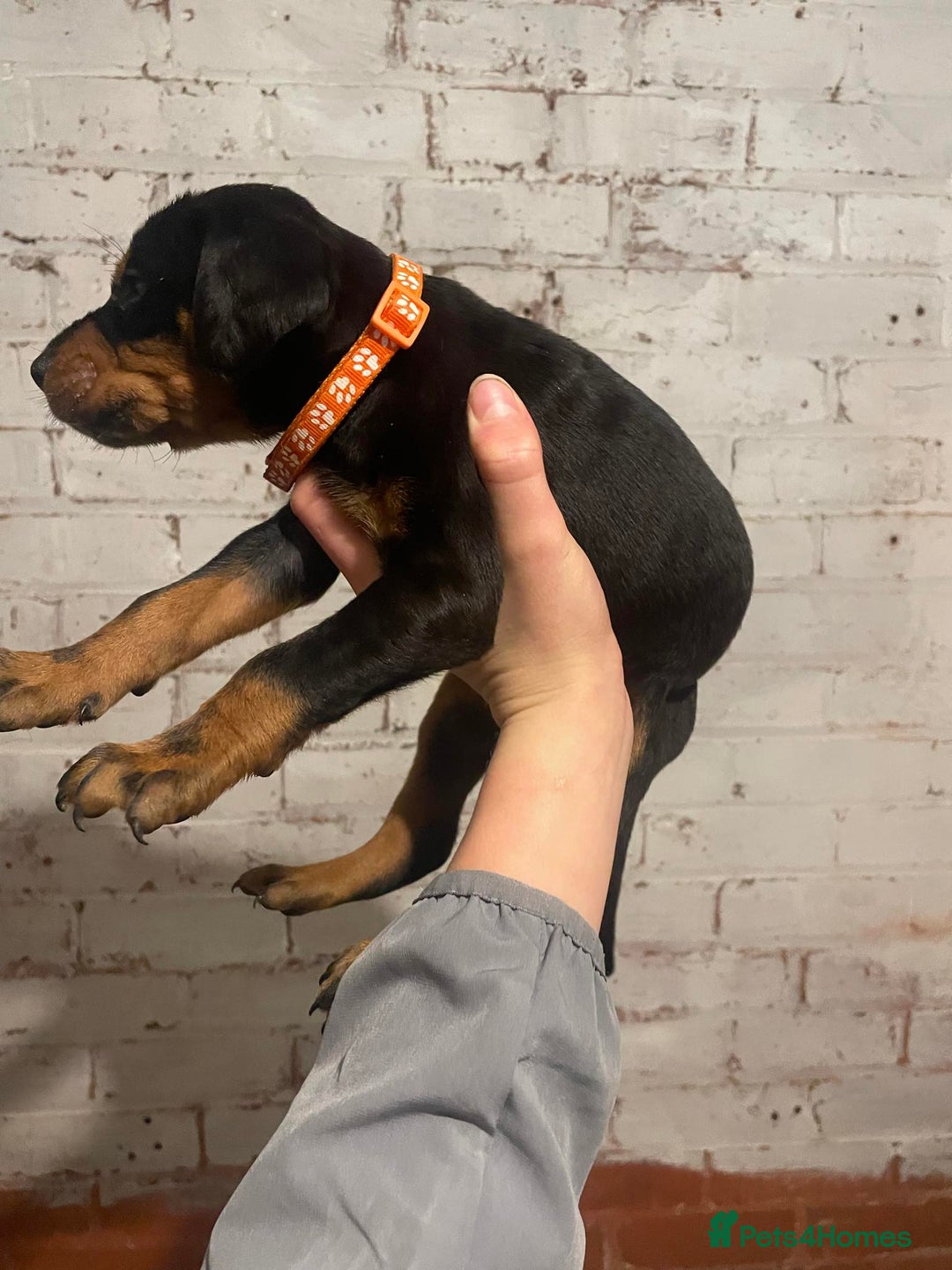 Dobermann dogs for sale: Stunning KC Dobermans champion bloodlines  - Advert 22