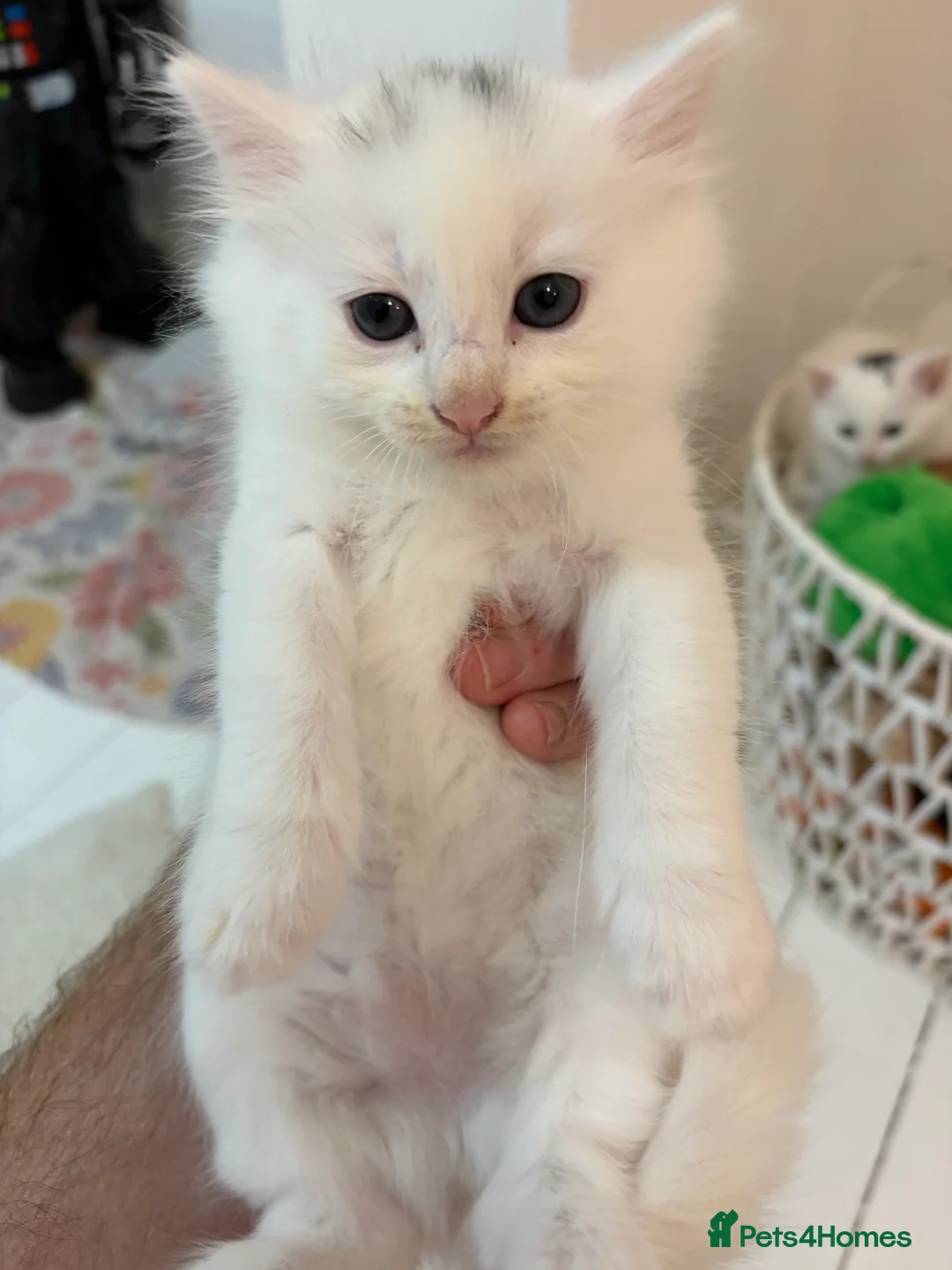 Turkish Angora cats for sale: 4 white fluffy Turkish angora Females - Advert 2