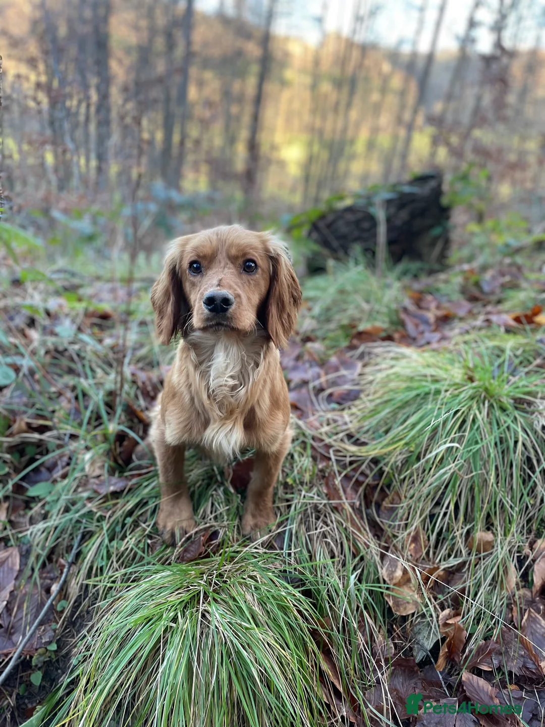 Cocker Spaniel dogs for stud: Small, Compact Health Tested Working Cocker at Stu in Harrogate - Advert 6