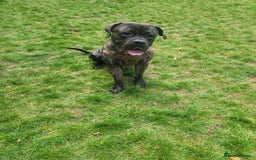 Cane Corso dogs for sale: Cane Corso  - Image 1