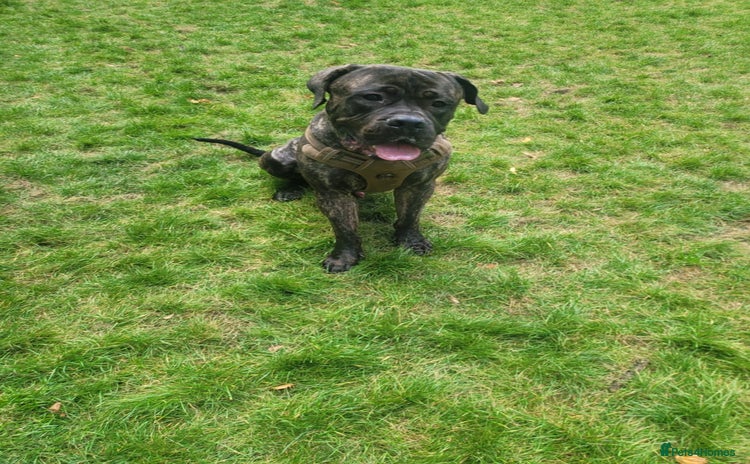 Cane Corso dogs - Advert 1
