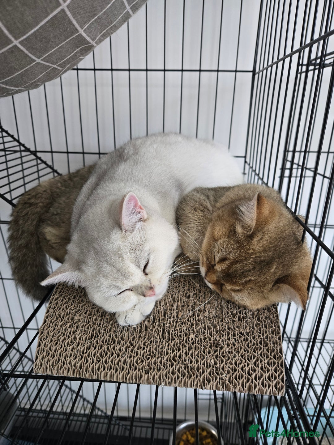 British Shorthair cats for sale: Only Alaskian Ice now available  - Advert 8