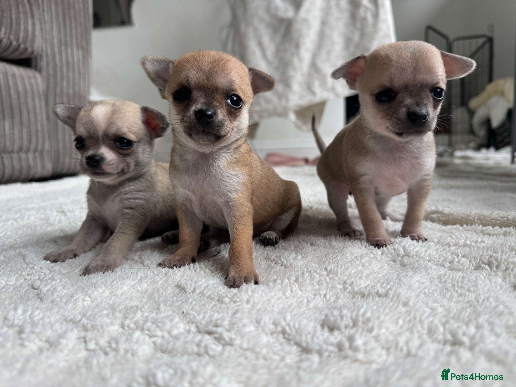Chihuahua dogs Chihuahua Puppies (EARLY VIEWINGS, WEEKLY UPDATES) - Advert 17