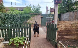 Rottweiler dogs for sale: Male Rottie - Image 2
