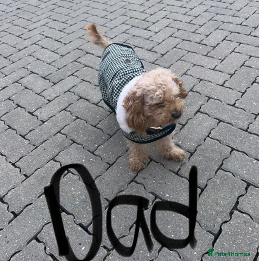Cockapoo dogs for sale: Stunning Litter of Cockapoo Puppies for Sale in Wallington - Advert 2