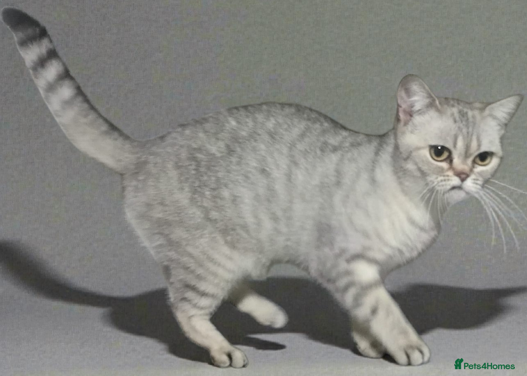 British Shorthair cats for sale: GCCF Active Blue - Silver spotted - Advert 1