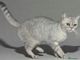 British Shorthair cats GCCF Active Blue - Silver spotted - Advert 1
