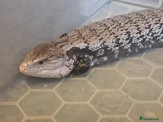Skink reptiles Blue Tongued Skink (Meruake) *pending collection* - Advert 2