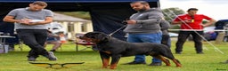 Rottweiler dogs for stud: Rottweiler import Stud (BIG DADDY BRUNO) in Liverpool - Advert 15