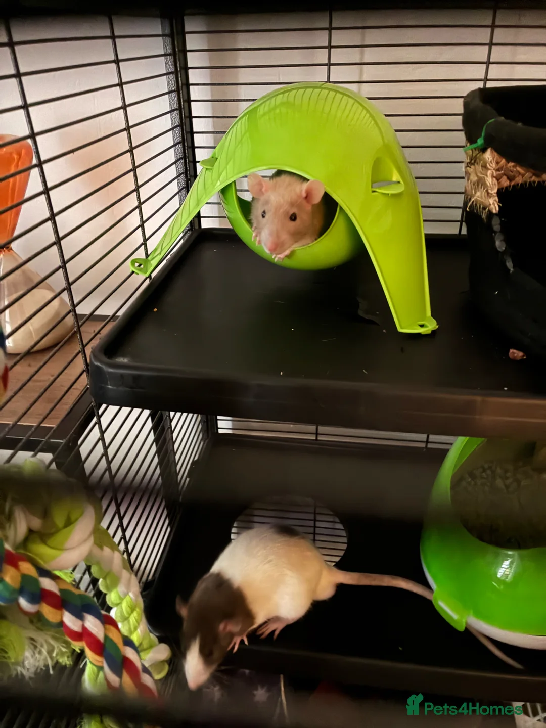 Rat rodents for sale: 2 x boys - Advert 2