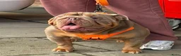 English Bulldog dogs for stud: Fully Suited Lilac and Tan in Birmingham - Advert 3