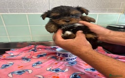 Yorkshire Terrier dogs for sale: Tiny Yorkshire terrier puppies for sale  - Image 5