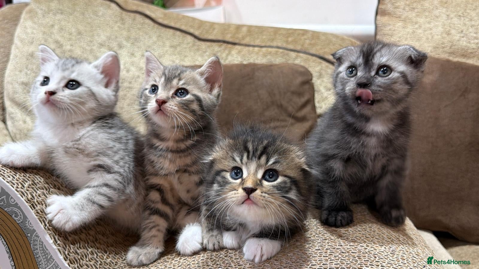 Scottish Fold cats 🐾 Scottish Fold Kittens | 2 Left  - Advert 17