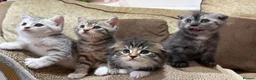 Scottish Fold cats for sale: 🐾 Scottish Fold Kittens | Reserve Now 🐾 - Advert 2
