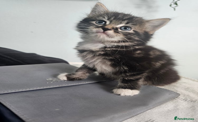 Mixed Breed cats - Advert 3