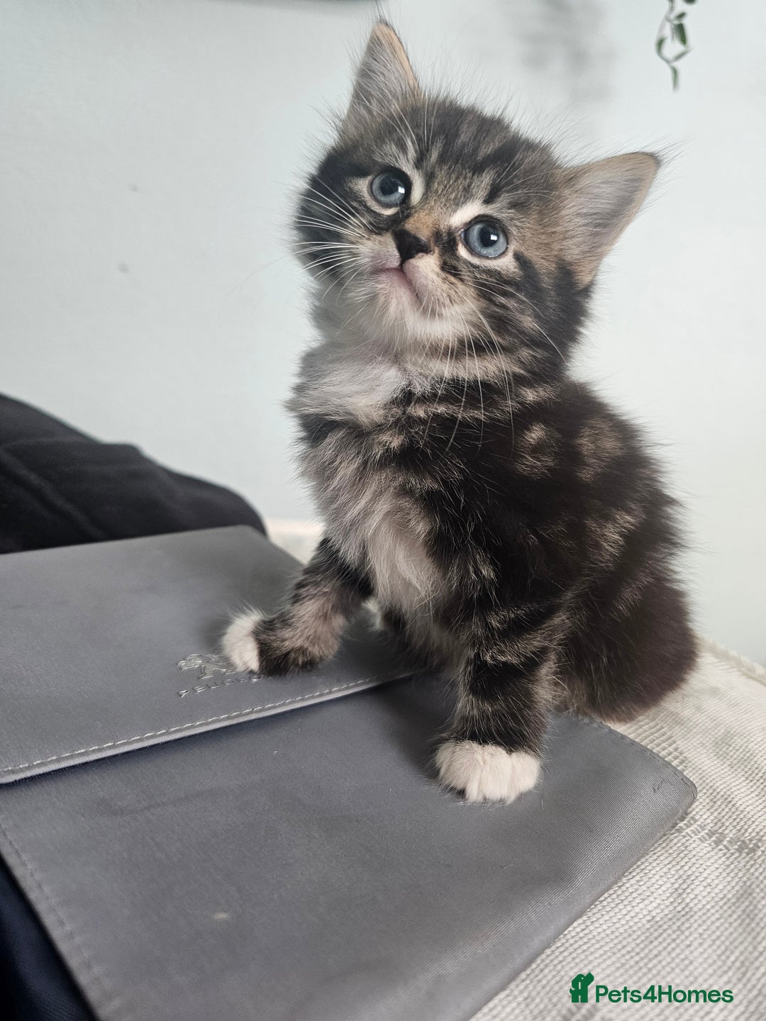 Mixed Breed cats for sale: Mixed breed with Maine Coone kitten  - Image 1