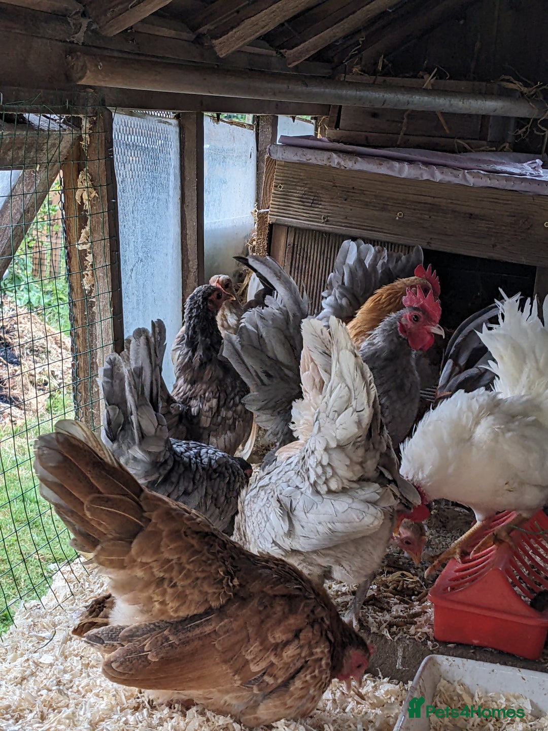 Chickens poultry for sale: Tiny Seramas Bantams,Adults & Youngsters. - Image 14