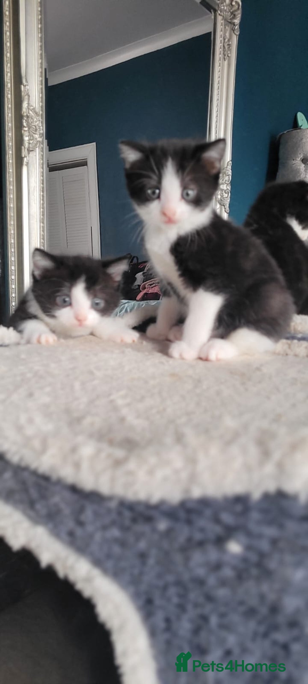 Mixed Breed cats for sale: Kittens looking for loving forever home - Image 13