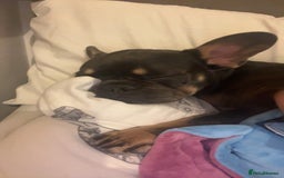 French Bulldog dogs for sale: 2 year old male, name is Blue - Image 12