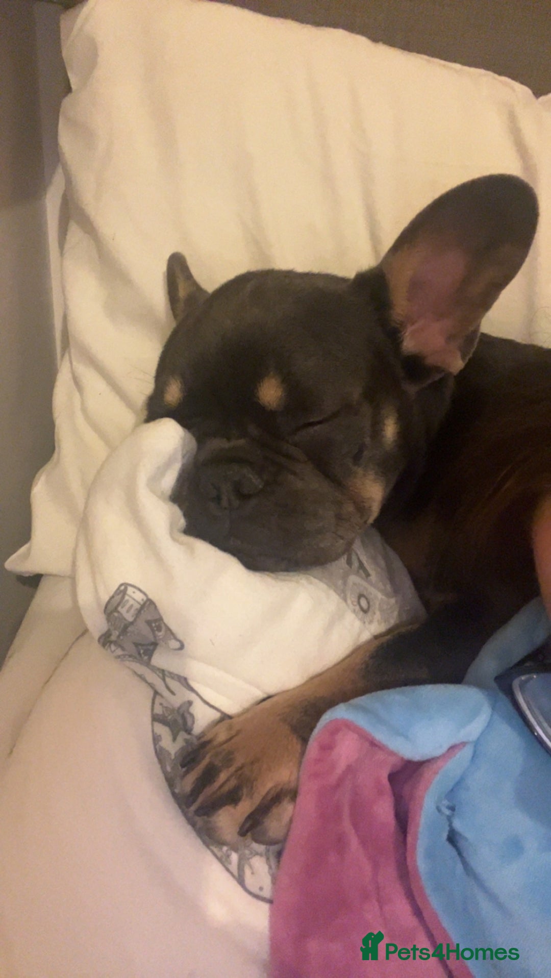French Bulldog dogs for sale: 2 year old male, name is Blue - Image 12