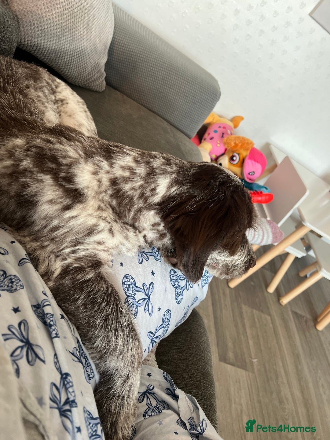 Cockapoo dogs for sale: Beautiful nala speingerpoo  - Advert 4