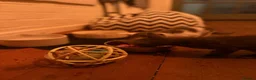 Oriental cats for sale: Oriental kittens available, males and female  - Advert 9
