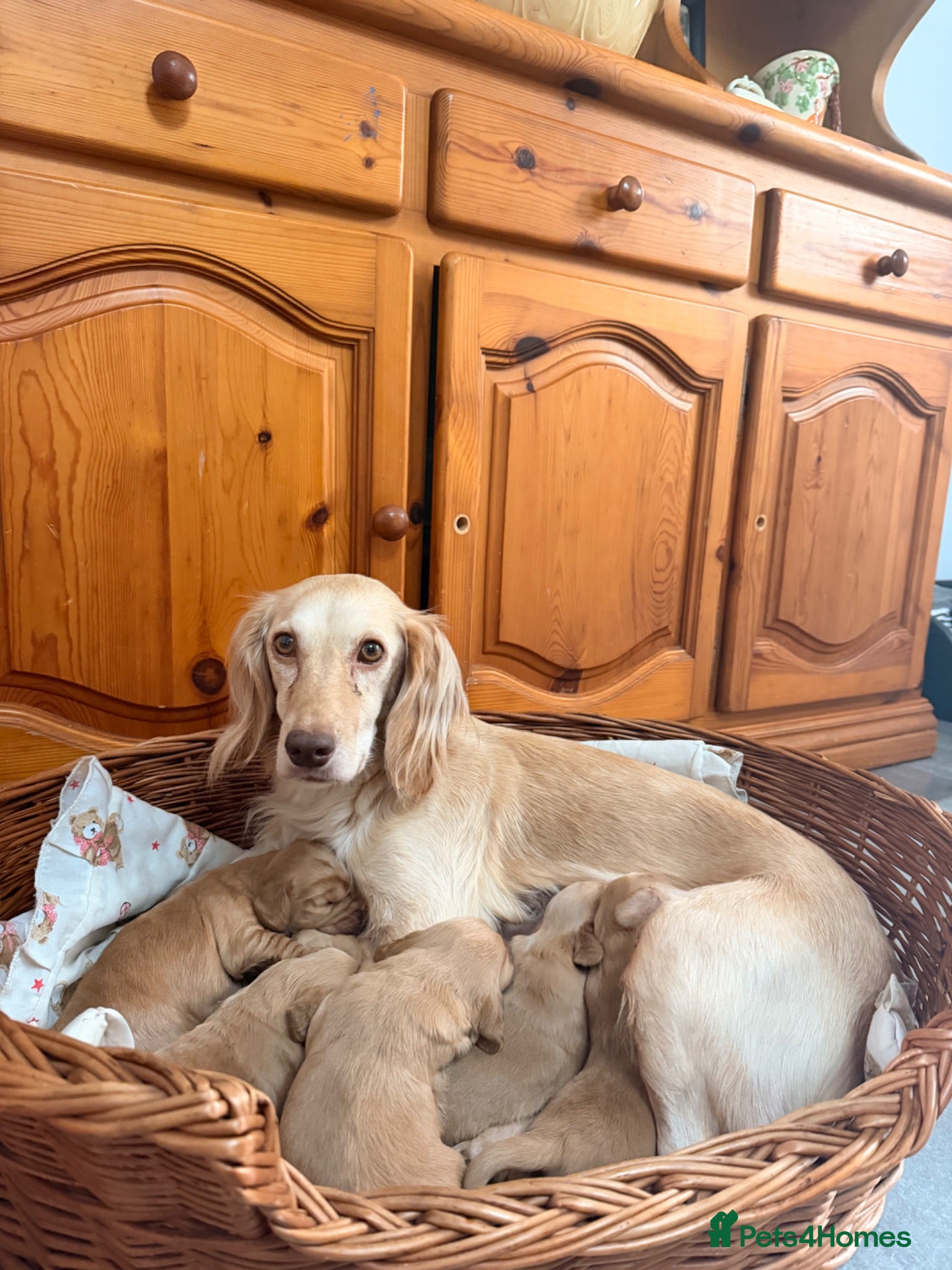Cocker Spaniel dogs **ONE pup left* collection 28th July.  - Advert 2