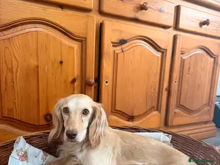 Cocker Spaniel dogs **ONE pup left* collection 28th July. - Advert 8
