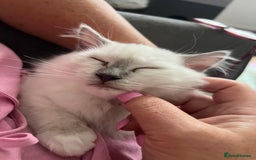 Ragdoll cats for sale: GCCF RAGDOLL KITTENS  - Image 7