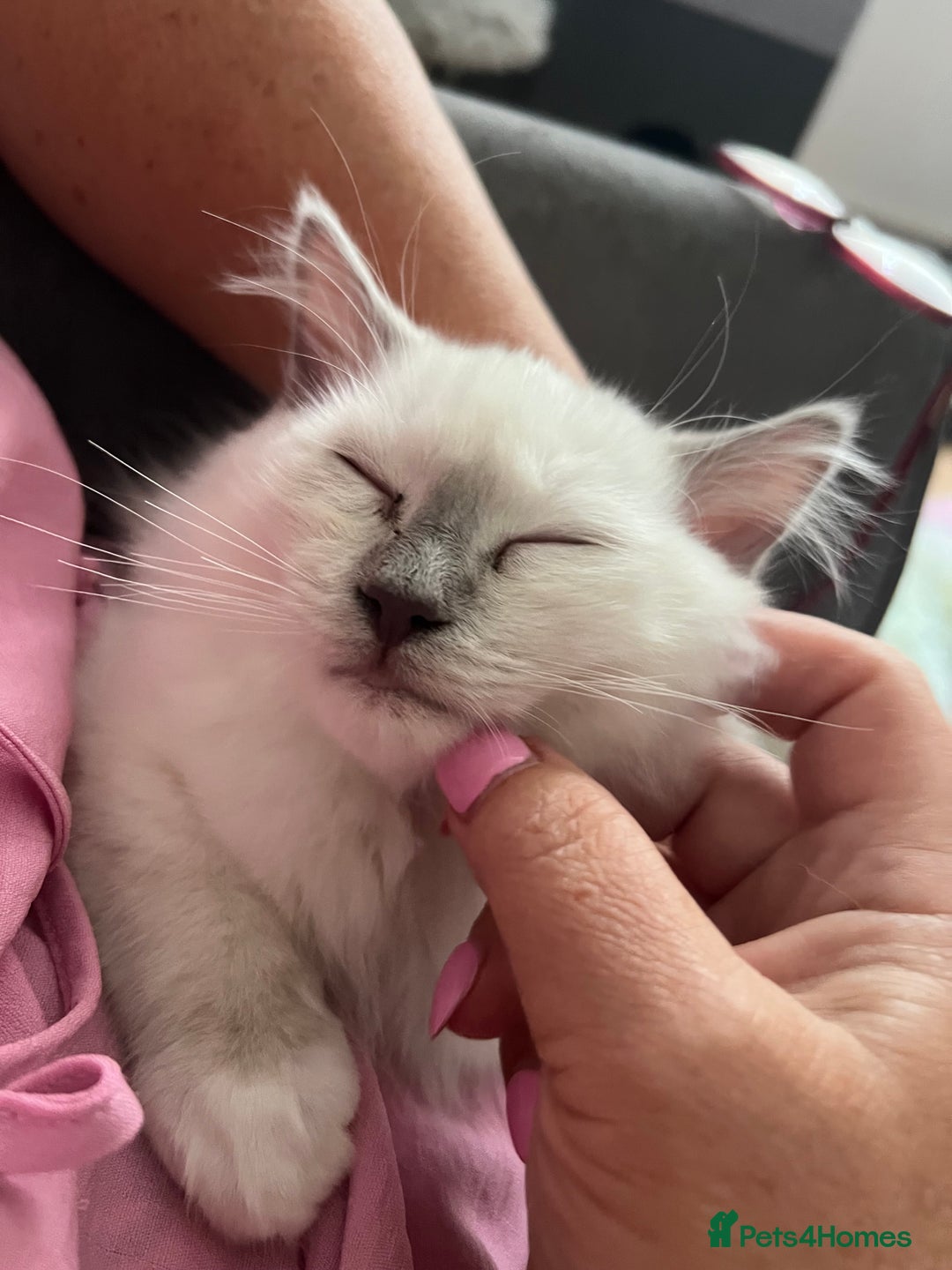 Ragdoll cats for sale: GCCF RAGDOLL KITTENS  - Image 7