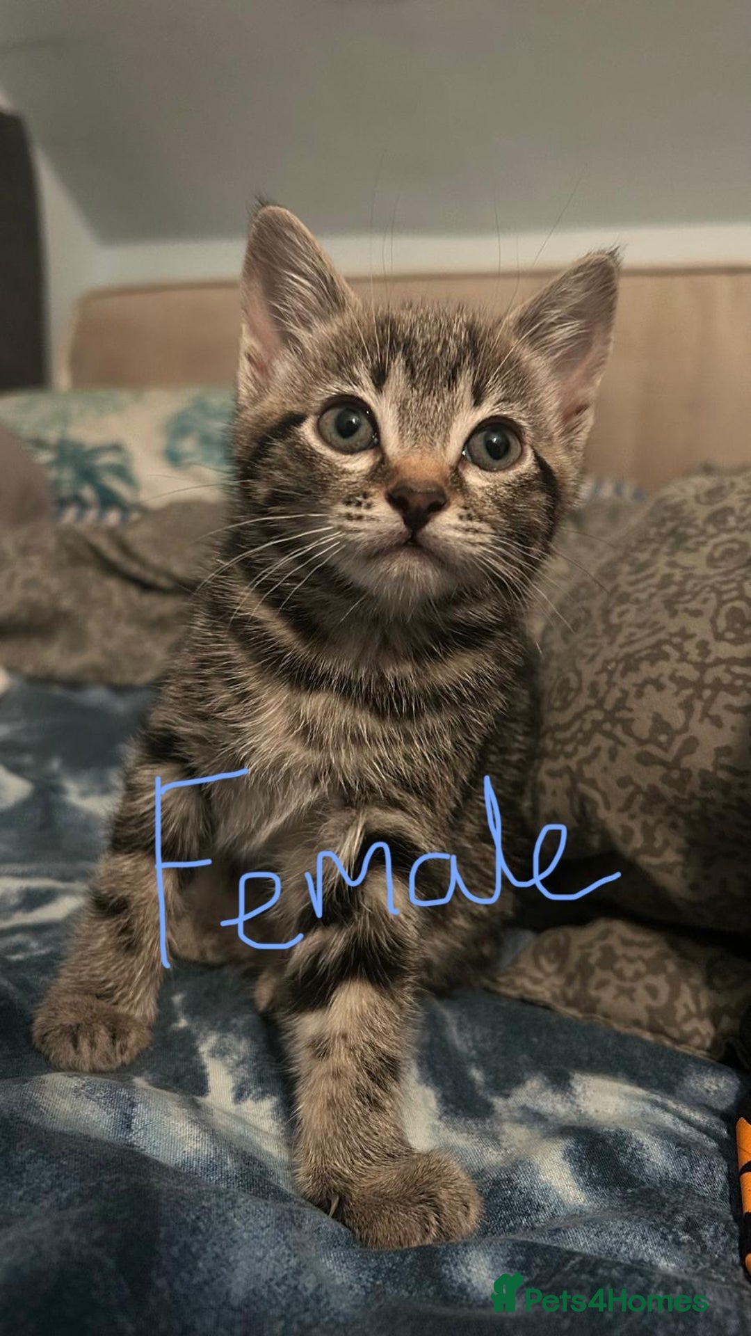 Mixed Breed cats for sale: Kitten looking for a forever home  - Advert 9