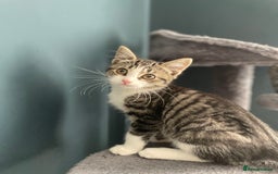 Domestic Shorthair cats for adoption: 12 week old female kitten pair  - Image 2