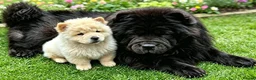 Chow Chow dogs for sale: KC registered chow chow male puppy Exceptional boy - Advert 4