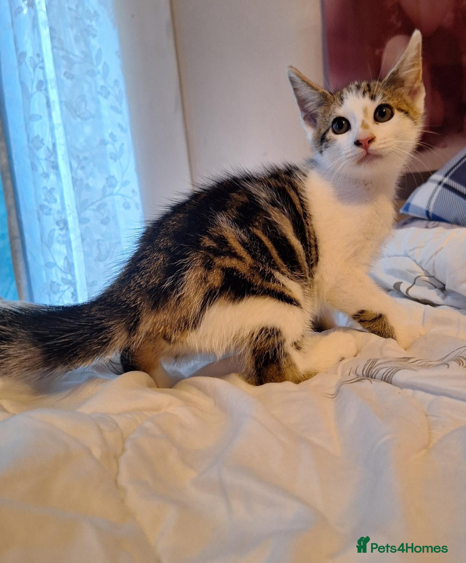 Mixed Breed cats Beautiful kittens  - Advert 11