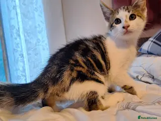 Mixed Breed cats Beautiful kittens - Advert 11