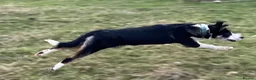 Border Collie dogs for sale: Farm bred Border Collie pups in Alnwick - Advert 9