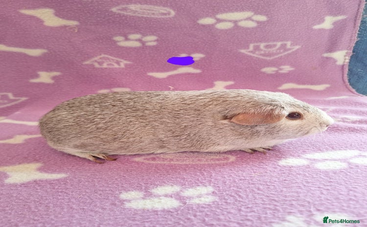 Guinea Pig rodents - Advert 18