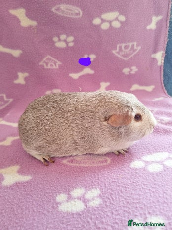 Guinea Pig rodents - Advert 18