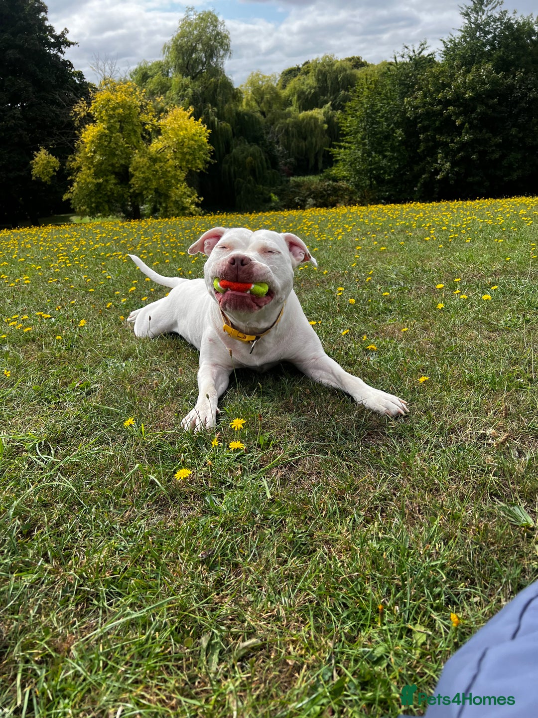 Mixed Breed dogs for sale: Staffordshire bull terrier mix  - Image 6