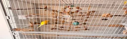 Budgerigars birds for sale:  Friendly Budgies – Bluey, Cip Nibble Large Cage  - Advert 6